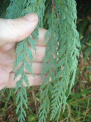 Cupressus cashmeriana