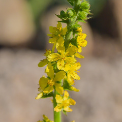 Agrimonia bracteata