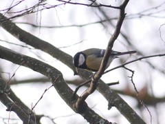 Parus major