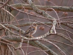 Fringilla montifringilla