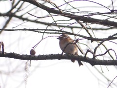 Fringilla montifringilla