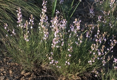 Astragalus tenuifolius