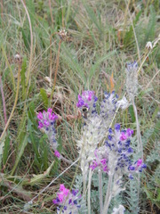 Oxytropis splendens
