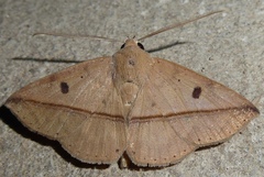 Ugia sundana