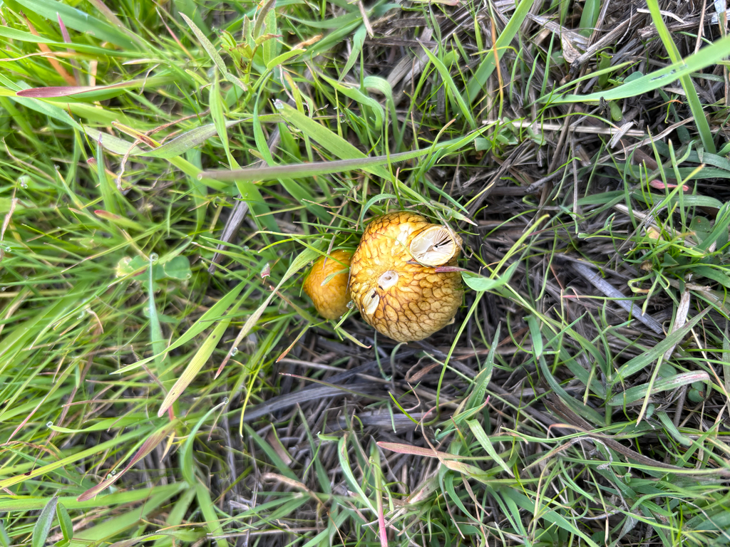 Bolbitius titubans olivaceus
