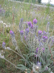 Oxytropis splendens