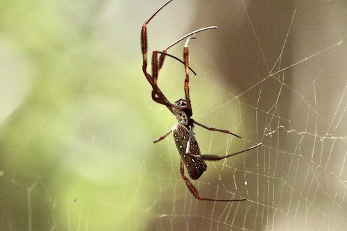 Golden Silk Spider (Trichonephila clavipes)