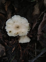 Clitocybe salmonilamella