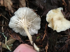 Clitocybe salmonilamella