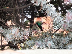 Colibri coruscans