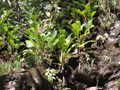 Philodendron auriculatum