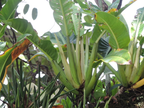 Philodendron auriculatum, photograph 1