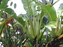 Philodendron auriculatum, photograph (c) Fabrício Mil Homens Riella, some rights reserved (CC BY)