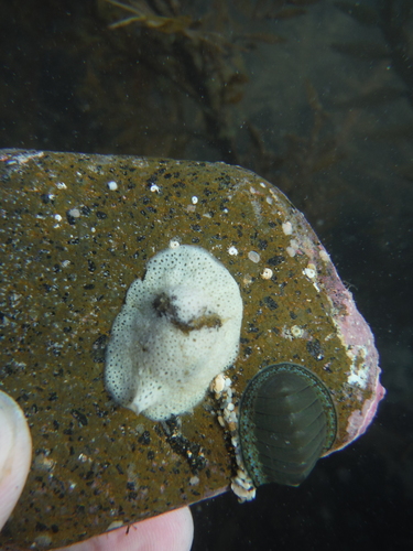 Lamellaria ophione