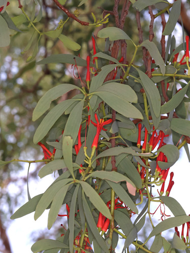 Amyema sanguinea (Amyema sanguinea)