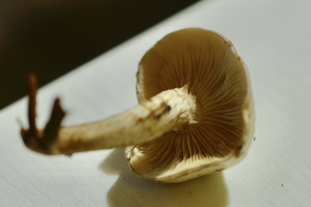 Pholiota gummosa · December 2025 · photo: © cryptomarasmius (iNaturalist, cc-by)