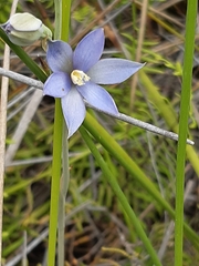 Thelymitra circumsepta
