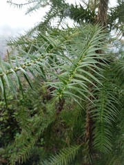 Cunninghamia