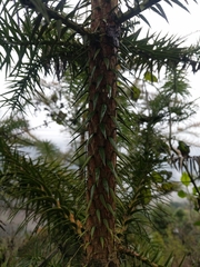 Cunninghamia
