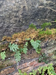 Polypodium