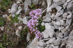 Noccaea rotundifolia