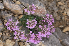 Noccaea rotundifolia