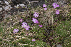 Primula minima