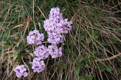 Noccaea rotundifolia