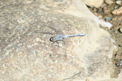 Orthetrum chrysostigma