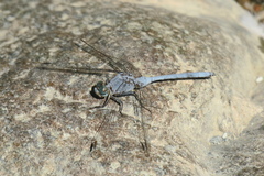Orthetrum chrysostigma