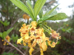 Strophanthus boivinii image