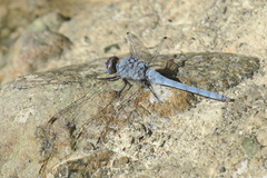 Orthetrum chrysostigma