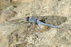 Orthetrum chrysostigma