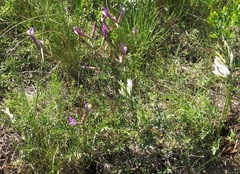 Astragalus macropus