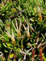 Coprosma perpusilla