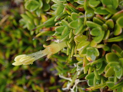 Coprosma perpusilla subantarctica