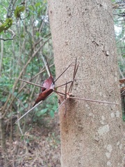 Xylosma horrida