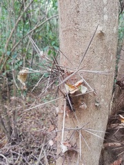 Xylosma horrida