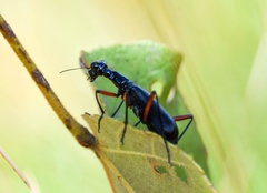 Neocollyris