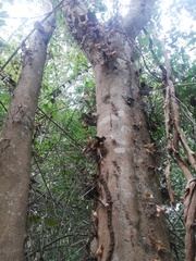 Xylosma horrida