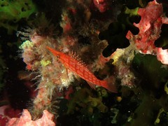 Oxycirrhites typus