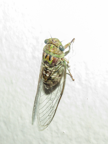 Guyalna polypaga