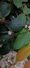 Amazon Jungle Plum (Eugenia stipitata)