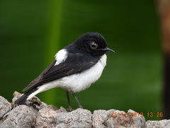 Oenanthe albonigra