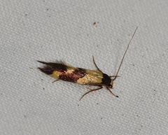 Opogona comptella