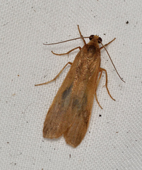 Scoliacma pactolias