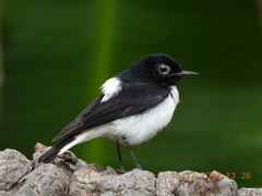Oenanthe albonigra
