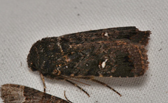 Proteuxoa bistrigula