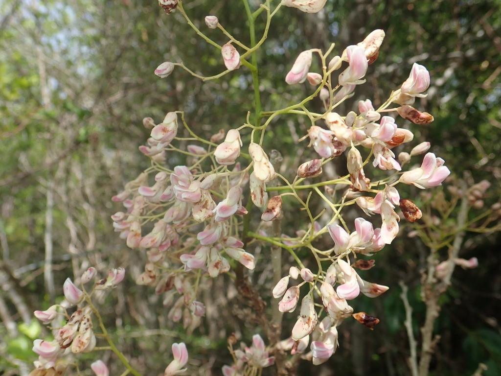 Dalbergia subsect. Pervillei