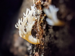 Artomyces piperatus